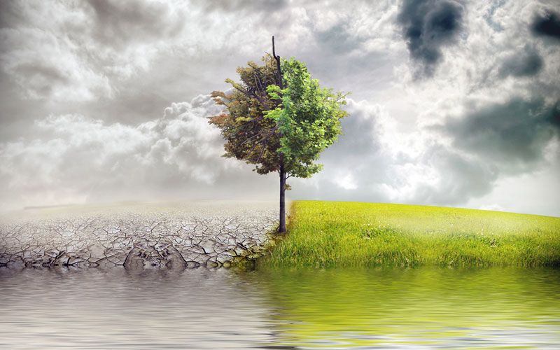 Tree with half dry cracked land and half lush green grass